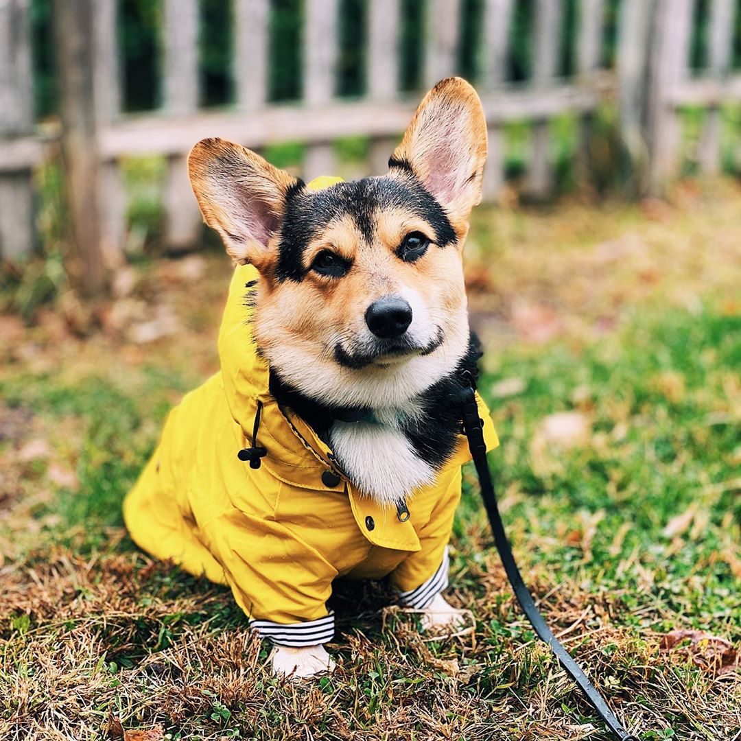 Outdoor Sport Jacket - 防水ペット犬用コート 小型犬・中型犬・大型犬用 防風ジャケット 犬用レインコート 犬用スポーツパーカー アウトドアペット服