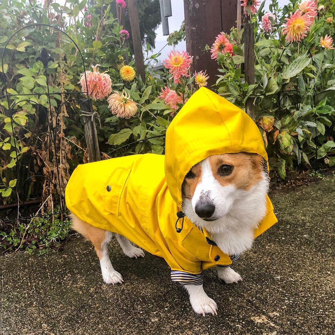 防水ペット犬用コート 小型犬・中型犬・大型犬用 防風ジャケッ - Outdoor Sport Jacket のレビューと価格
