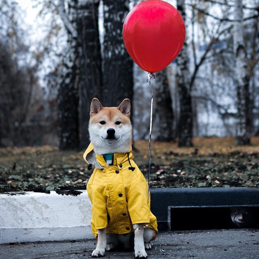 防水ペット犬用コート 小型犬・中型犬・大型犬用 防風ジャケッ - Outdoor Sport Jacket のレビューと価格