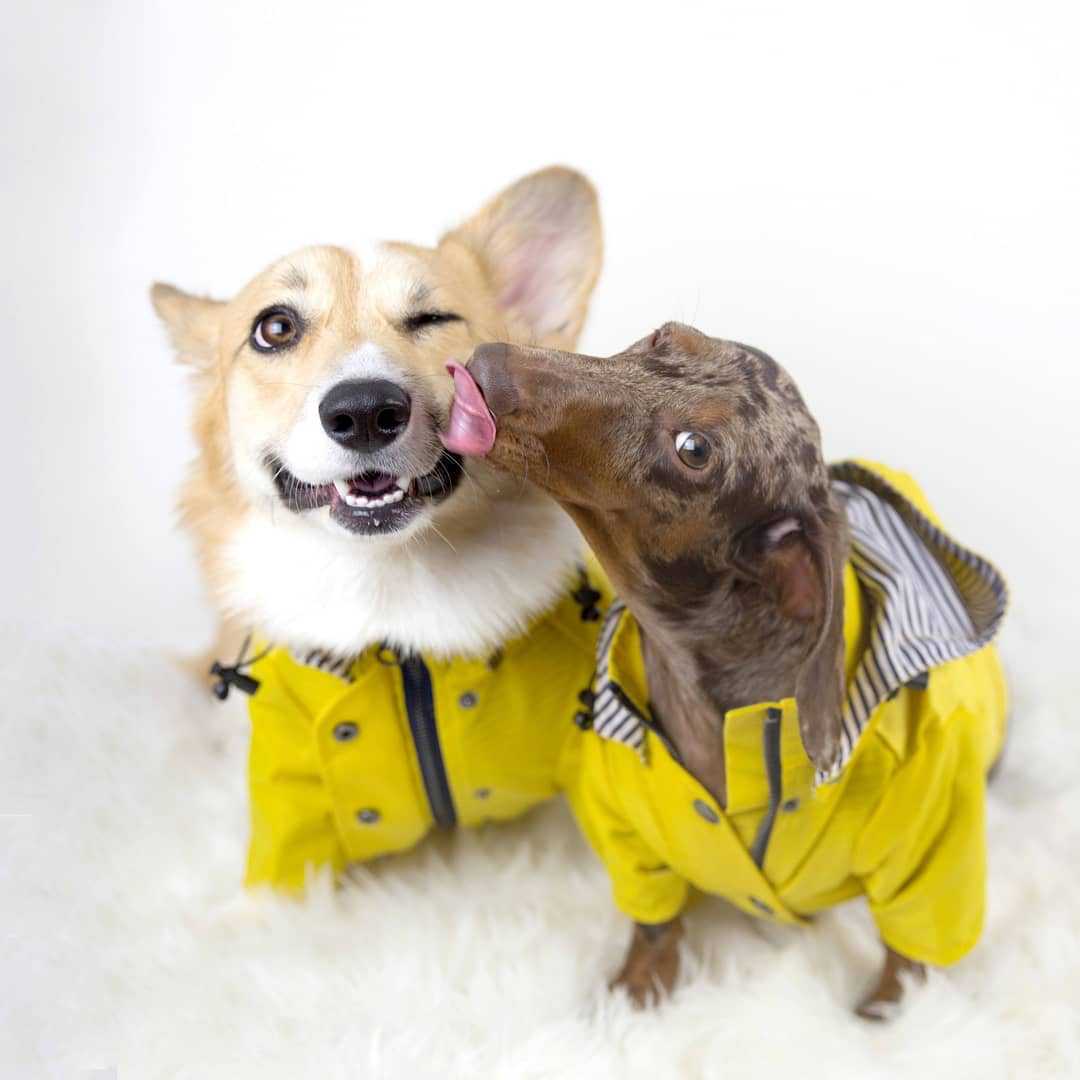 防水ペット犬用コート 小型犬・中型犬・大型犬用 防風ジャケッ - Outdoor Sport Jacket のレビューと価格